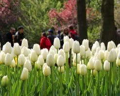 Flowers Sales Store -Flowers Sales Store tulip catherine 6