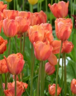 Tulip 'Charade' 10 Tulip 'Charade' -Flowers Sales Store tulip charade 2