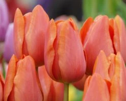 Tulip 'Charade' 8 Tulip 'Charade' -Flowers Sales Store tulip charade 3