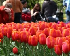 Tulip 'Charade' 11 Tulip 'Charade' -Flowers Sales Store tulip charade 4