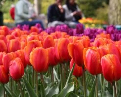 Tulip 'Charade' 9 Tulip 'Charade' -Flowers Sales Store tulip charade 5