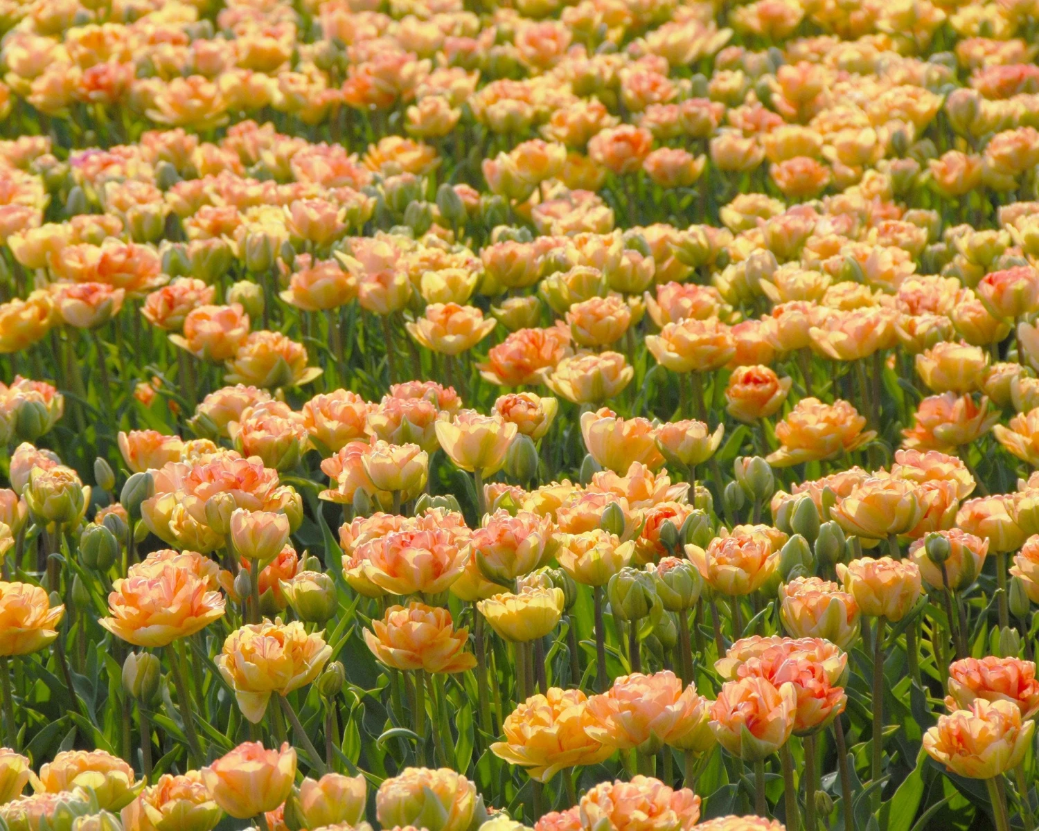 Tulip 'Charming Lady' 5 Tulip 'Charming Lady' - Image 3