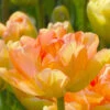 Tulip 'Charming Lady' 2 Tulip 'Charming Lady' -Flowers Sales Store tulip charming lady 3