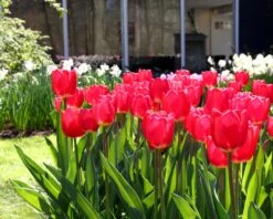 Tulip 'Cherry Delight' -Flowers Sales Store tulip cherry delight 1