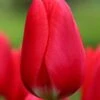 Tulip 'Cherry Delight' 2 Tulip 'Cherry Delight' -Flowers Sales Store tulip cherry delight 4