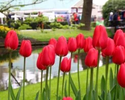 Tulip 'Cherry Delight' -Flowers Sales Store tulip cherry delight 6