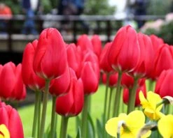 Tulip 'Cherry Delight' -Flowers Sales Store tulip cherry delight 7