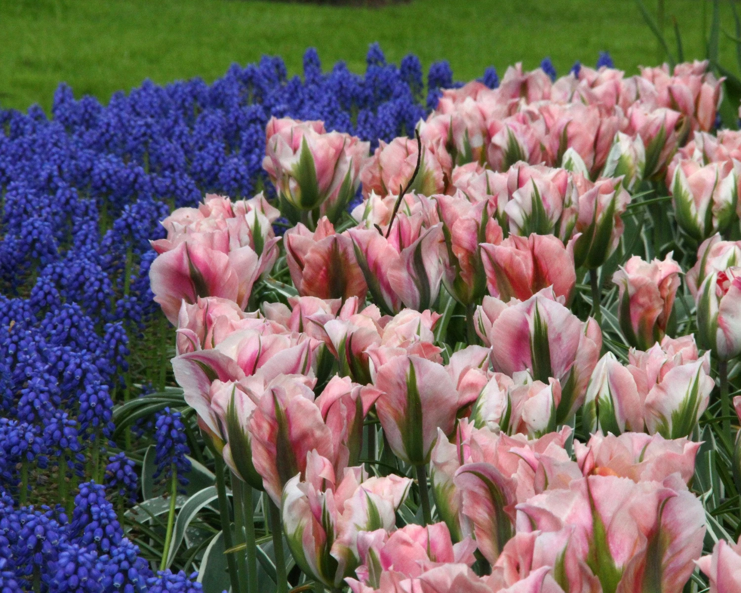 Tulip 'China Town' 4 Tulip 'China Town' - Image 2