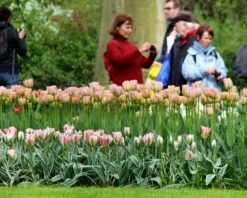 Tulip 'China Town' 10 Tulip 'China Town' -Flowers Sales Store tulip china town 3 b2fa9c66 ee19 4102 9f38 50964072caa4