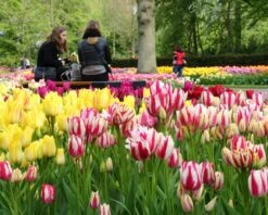 Tulip Collection 'Club Mix' -Flowers Sales Store tulip club mix 3