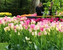 Tulip Collection 'Club Mix' -Flowers Sales Store tulip club mix 5