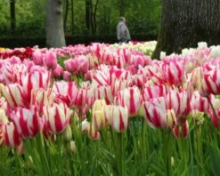 Tulip Collection 'Club Mix' -Flowers Sales Store tulip club mix 6