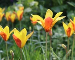 Tulip Clusiana Var. Chrysantha -Flowers Sales Store tulip clusiana chrysantha 00