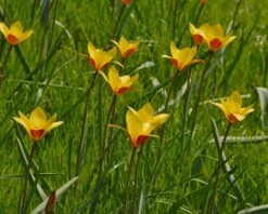 Tulip Clusiana Var. Chrysantha -Flowers Sales Store tulip clusiana chrysantha 3