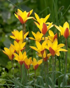 Tulip Clusiana Var. Chrysantha