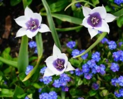 Tulip 'Coerulea Oculata Alba' -Flowers Sales Store tulip coerulea oculata alba 1
