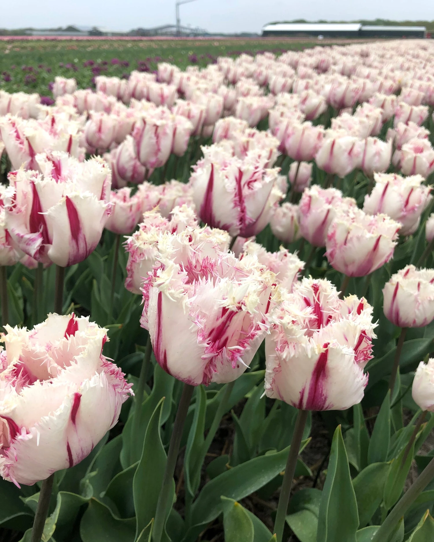 Tulip 'Coldplay' 4 Tulip 'Coldplay' - Image 2