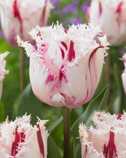 Tulip 'Coldplay' 15 Tulip 'Coldplay' -Flowers Sales Store tulip coldplay 2