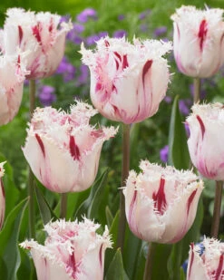 Tulip 'Coldplay' 17 Tulip 'Coldplay' -Flowers Sales Store tulip coldplay 3
