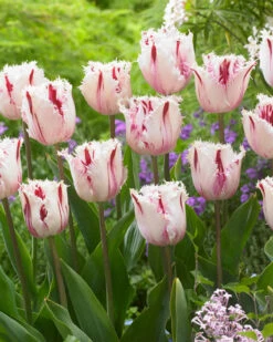 Tulip 'Coldplay' 14 Tulip 'Coldplay' -Flowers Sales Store tulip coldplay 4