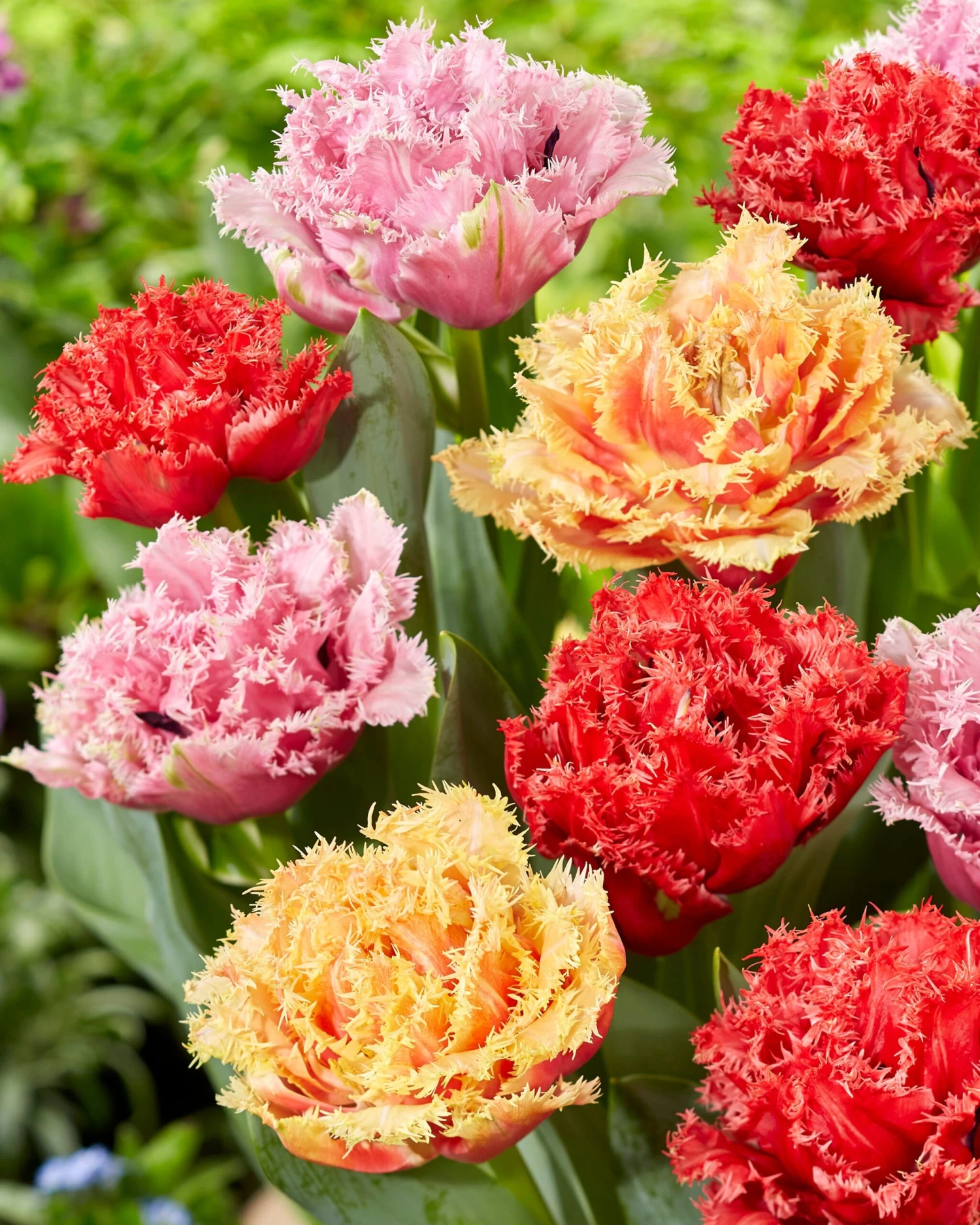 Tulip Collection 'Down Under' 4 Tulip Collection 'Down Under' - Image 2