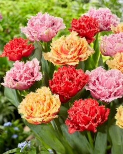 Tulip Collection 'Down Under' 11 Tulip Collection 'Down Under' -Flowers Sales Store tulip collection down under 2