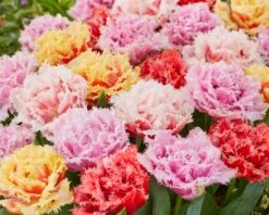 Tulip Collection 'Down Under' 10 Tulip Collection 'Down Under' -Flowers Sales Store tulip collection down under 3