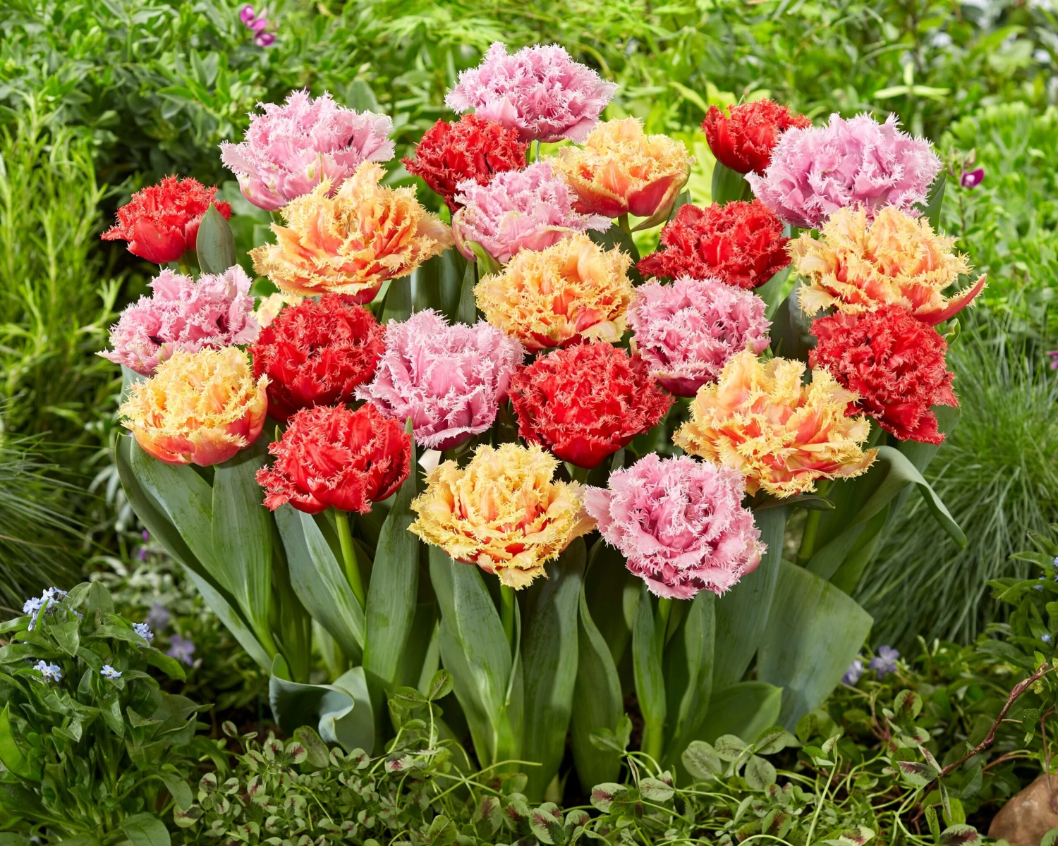 Tulip Collection 'Down Under' 7 Tulip Collection 'Down Under' - Image 5