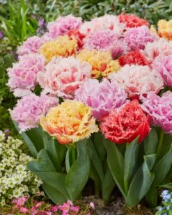 Tulip Collection 'Down Under' 13 Tulip Collection 'Down Under' -Flowers Sales Store tulip collection down under 5