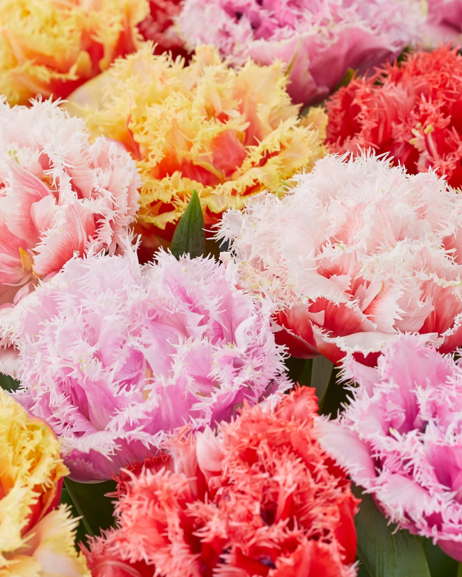 Tulip Collection 'Down Under' 3 Tulip Collection 'Down Under'