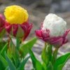 Tulip Collection 'Gelato' -Flowers Sales Store tulip collection gelato 1