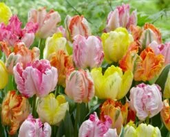 Tulip Collection 'Pastel Parrots' -Flowers Sales Store tulip collection pastel parrots 1
