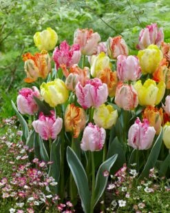 Tulip Collection 'Pastel Parrots' -Flowers Sales Store tulip collection pastel parrots 2