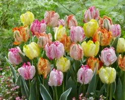 Tulip Collection 'Pastel Parrots' -Flowers Sales Store tulip collection pastel parrots 3