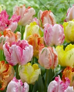 Tulip Collection 'Pastel Parrots' -Flowers Sales Store tulip collection pastel parrots 4