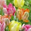 Tulip Collection 'Pastel Parrots' 1 Tulip Collection 'Pastel Parrots' -Flowers Sales Store tulip collection pastel parrots 5