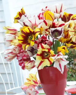 Tulip Collection 'Rembrandt's Strokes' -Flowers Sales Store tulip collection rembrandt strokes 1