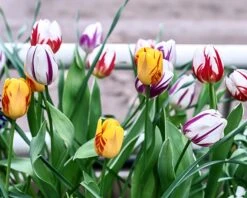 Tulip Collection 'Rembrandt's Strokes' -Flowers Sales Store tulip collection rembrandt strokes 3