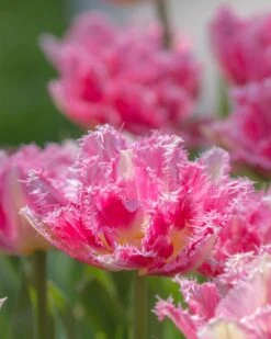 Tulip 'Cool Crystal'