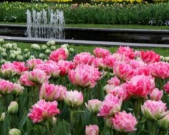 Tulip 'Cool Crystal' -Flowers Sales Store tulip cool crystal 10