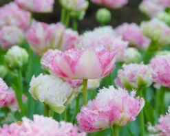 Tulip 'Cool Crystal' -Flowers Sales Store tulip cool crystal 2
