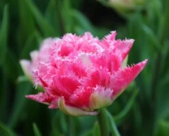 Tulip 'Cool Crystal' -Flowers Sales Store tulip cool crystal 4