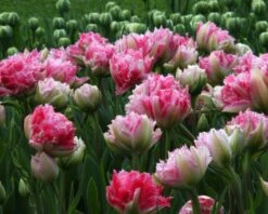 Tulip 'Cool Crystal' -Flowers Sales Store tulip cool crystal 7