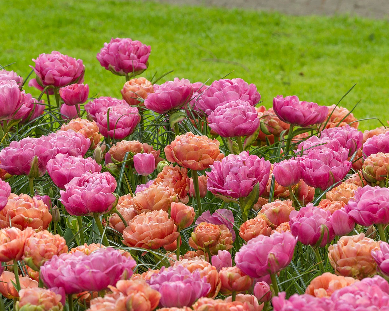 Tulip 'Copper Image' 7 Tulip 'Copper Image' - Image 5