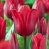 Tulip 'Couleur Cardinal' 1 Tulip 'Couleur Cardinal' -Flowers Sales Store tulip couleur cardinal 00