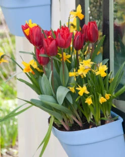 Tulip 'Couleur Cardinal' -Flowers Sales Store tulip couleur cardinal 01