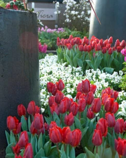 Tulip 'Couleur Cardinal' -Flowers Sales Store tulip couleur cardinal 02