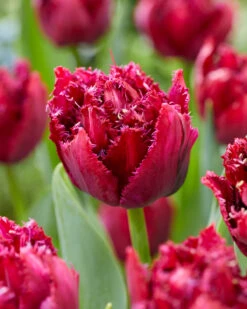 Tulip 'Cranberry Thistle' -Flowers Sales Store tulip cranberry thistle 2