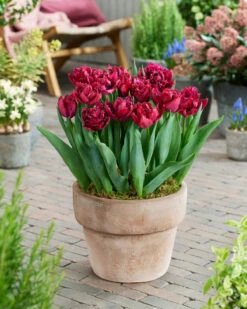Tulip 'Cranberry Thistle' -Flowers Sales Store tulip cranberry thistle 3