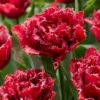 Tulip 'Cranberry Thistle' 1 Tulip 'Cranberry Thistle' -Flowers Sales Store tulip cranberry thistle 5